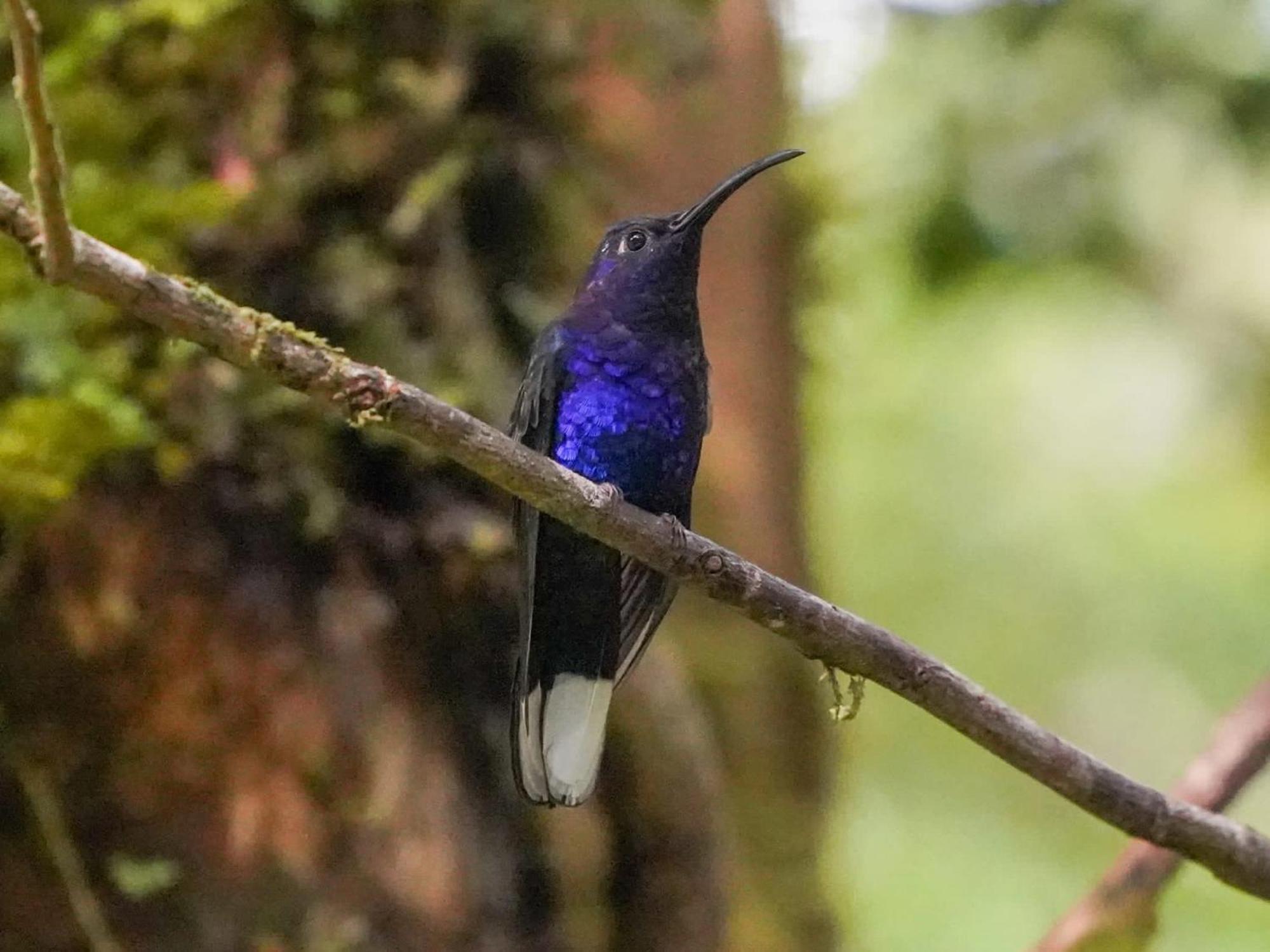 Campo Azul #2 - Monteverde Eksteriør bilde